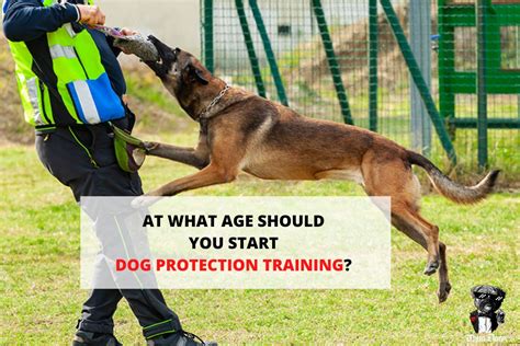 What Age to Start Dog Protection Training: Insights and Considerations